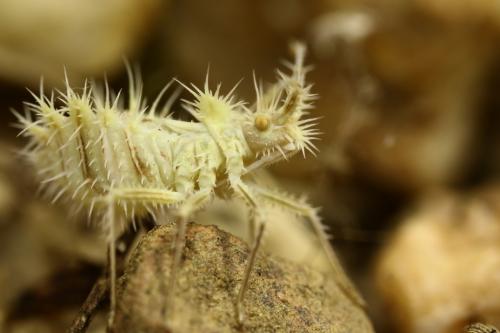 Réf. 261 765 : Phyllomorpha laciniata